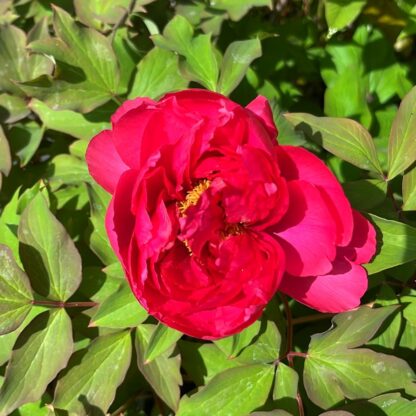 Pivonka drevitá – červená (Paeonia suffruticosa) veľkosť 50-70cm - Image 2