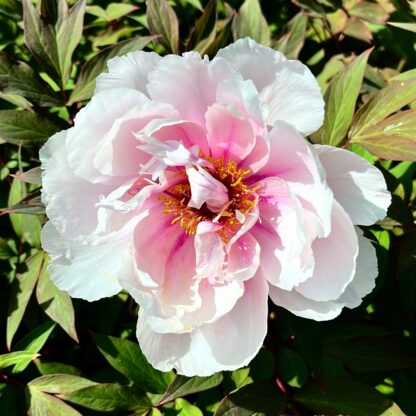 Pivonka drevitá – ružová (Paeonia suffruticosa) veľkosť 50-80cm