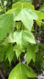 Acer buergerianum