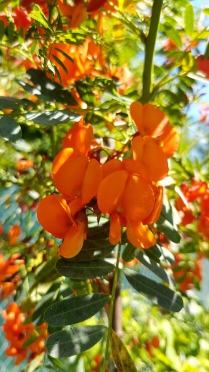 Sesbania punicea