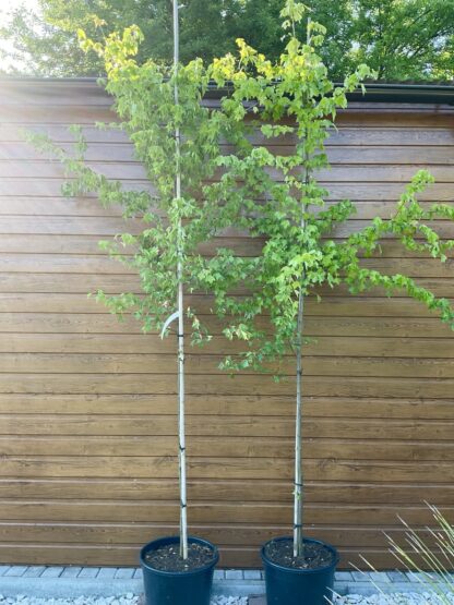 Acer buergerianum