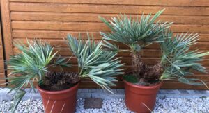 Trithrinax campestris