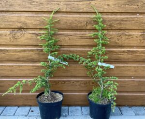 Cedrus libani ´Brevifolia compacta´