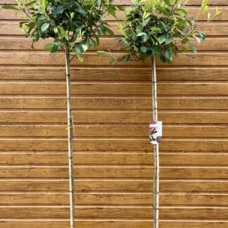 Červienka Fraserova (Photinia fraseri ´Red Robin´) na kmieniku 150cm