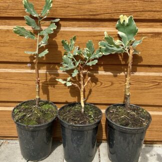 Dub letný Quercus robur ´Argenteo-marginata´