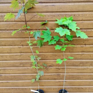 Javor mliečny (Acer platanoides) veľkosť 100-140cm