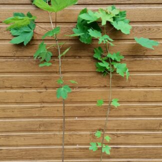 Javor horský (Acer pseudoplatanus) veľkosť 100-160cm