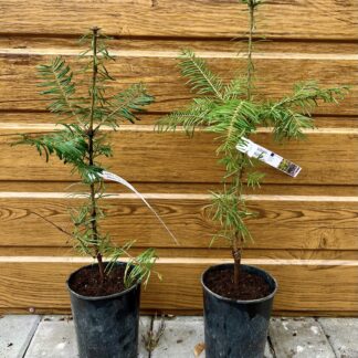 Jedľa obrovská Abies grandis