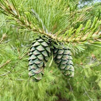 Borovica Armandova (Pinus armandii) 30ks semien