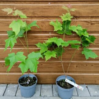 Javor cukrodarný (Acer saccharum) veľkosť 40-60cm