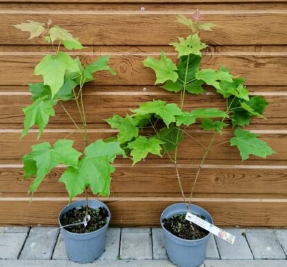Javor cukrodarný (Acer saccharum) veľkosť 40-60cm