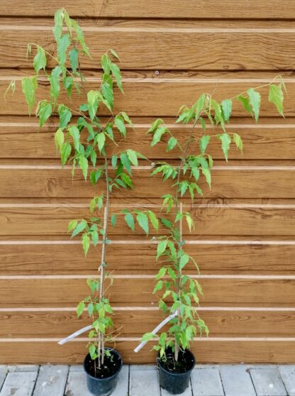 Brestovec južný (Celtis australis) veľkosť 70-100cm