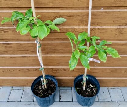 Drieň kvetnatý (Cornus florida ´Rubra´) veľkosť 50-70cm