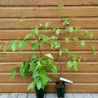 Buk veľkolistý (Fagus grandifolia) veľkosť 50-70cm