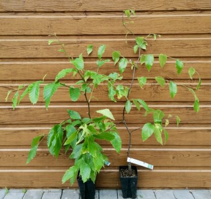Buk veľkolistý (Fagus grandifolia) veľkosť 50-70cm