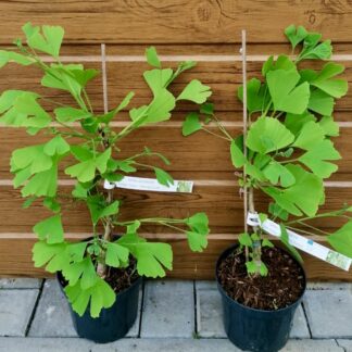 Ginko dvojlaločné (Ginkgo biloba ´Californian Sunset´) veľkosť 30-40cm