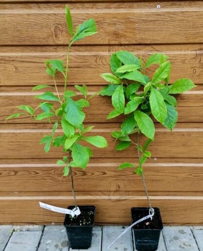 Tupelo lesné (Nyssa sylvatica) veľkosť 30-50cm