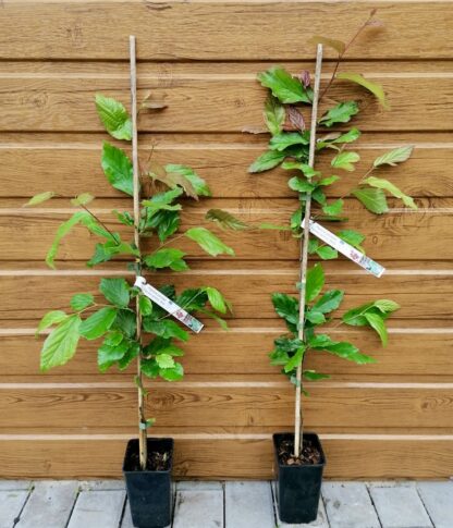Parócia perzská (Parrotia persica ´Bella´) veľkosť 50-70cm