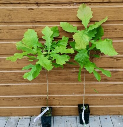 Dub veľkoplodý (Quercus macrocarpa) veľkosť 60-75cm