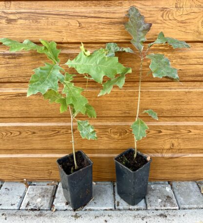 Dub texaský (Quercus texana) veľkosť 30-40cm