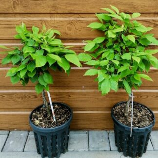Zelkova ostrolistá (Zelkova serrata ´Goblin´) veľkosť 40-60cm