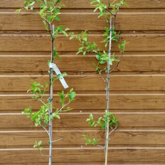 Čínska ďatľa (Ziziphus jujuba ´Thornless´) veľkosť 100-135cm