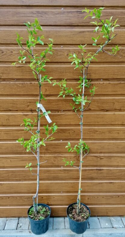 Čínska ďatľa (Ziziphus jujuba ´Thornless´) veľkosť 100-135cm