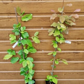 Parócia perzská (Parrotia persica) veľkosť 60-80cm