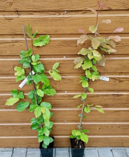 Parócia perzská (Parrotia persica) veľkosť 60-80cm