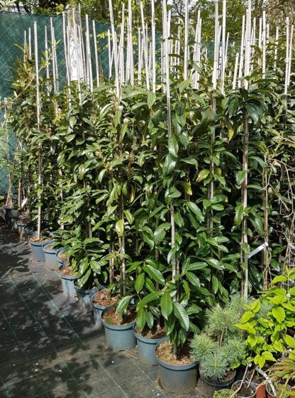 Vavrínovec lekársky (Prunus laurocerasus ´Genolia´) veľkosť 140-180cm - Image 2