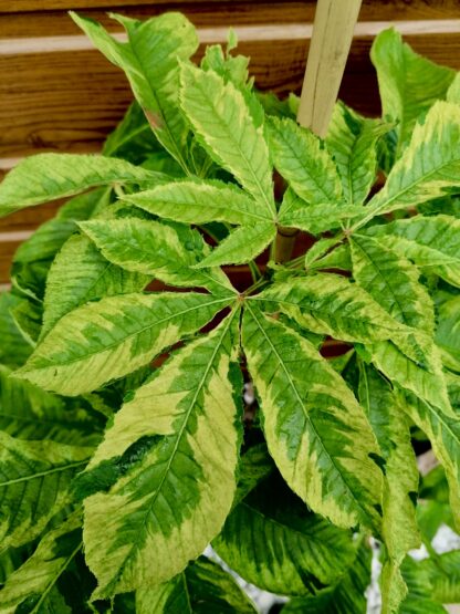 Pagaštan pleťový (Aesculus carnea ´Variegata´) veľkosť 80-130cm