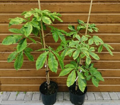 Pagaštan pleťový (Aesculus carnea ´Variegata´) veľkosť 80-130cm - Image 2