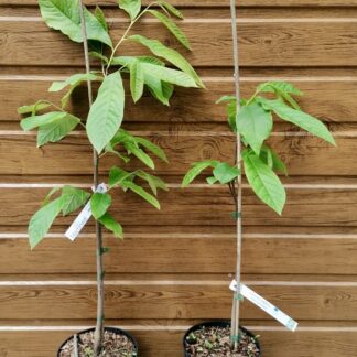 Asimina trojlaločná (Asimina triloba) veľkosť 40-60cm