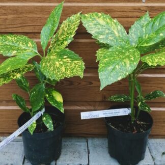 Aukuba japonská (Aucuba japonica ´Crinkled Golden Leaf´) veľkosť 20-40cm
