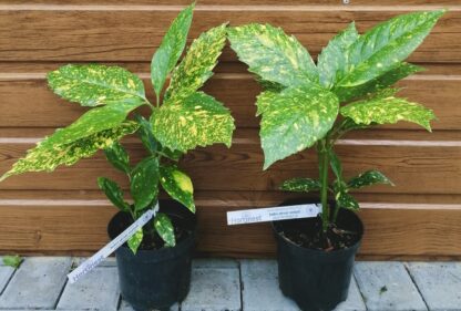 Aukuba japonská (Aucuba japonica ´Crinkled Golden Leaf´) veľkosť 20-40cm