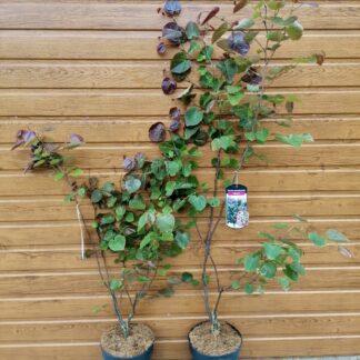 Judášovec kanadský (Cercis canadensis ´Merlot´) veľkosť 90-140cm