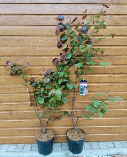 Judášovec kanadský (Cercis canadensis ´Merlot´) veľkosť 90-140cm