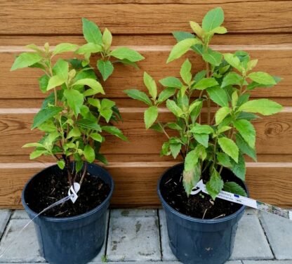 Jochovec bradatý (Clethra barbinervis) veľkosť 20-30cm