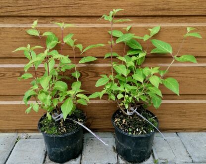 Fuksia (Fuchsia ´Delta´s Sarah´) veľkosť 20-30cm - Image 2