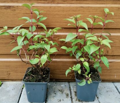 Fuksia (Fuchsia ´Madame Cornelissen´) veľkosť 20-30cm - Image 2