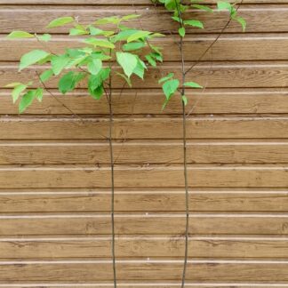 Dužistopka sladká (Hovenia dulcis) veľkosť 140cm+