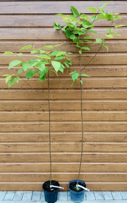 Dužistopka sladká (Hovenia dulcis) veľkosť 140cm+
