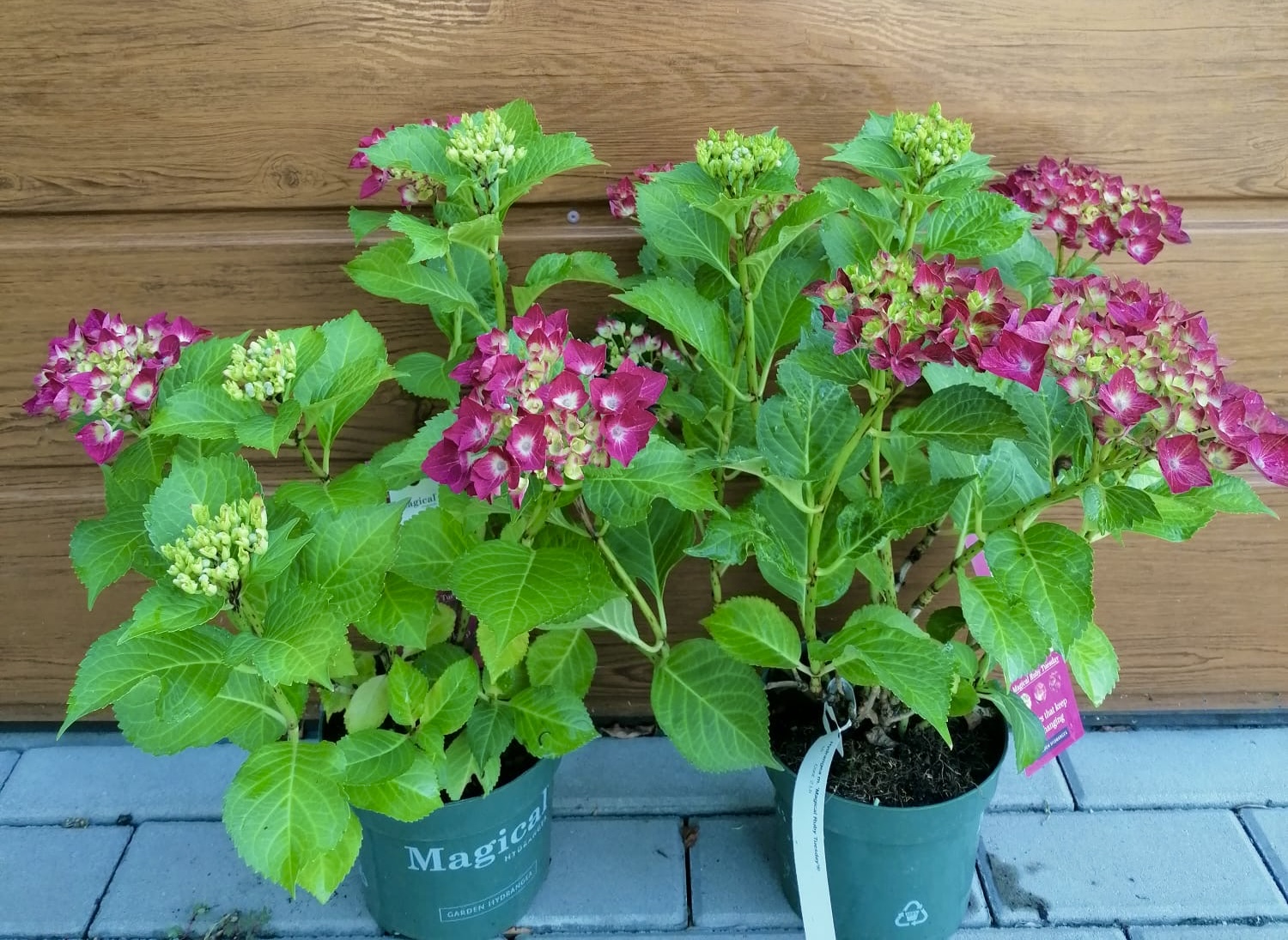 Hortenzia kalinolistá (Hydrangea macrophylla ´Magical Ruby Tuesday´®) veľkosť 25cm+ – Obrázok 2