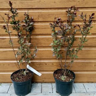 Myrta krepová (Lagerstroemia indica ´Crimson Red´) veľkosť 50-70cm