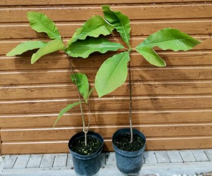 Magnólia trojpočetná (Magnolia tripetela) veľkosť 60-80cm