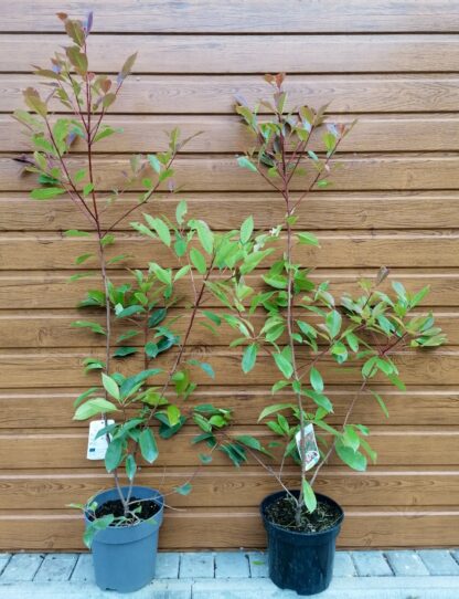 Červienka Fraserova (Photinia fraseri ´Red Robin´) veľkosť 120-170cm