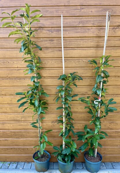 Vavrínovec lekársky (Prunus laurocerasus ´Genolia´) veľkosť 140-180cm