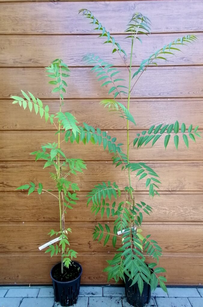 Cesnakovník čínsky (Toona sinensis) veľkosť 100-160cm