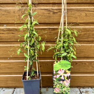 Jazmín konfederačný (Trachelospermum jasminoides ´Star of Milano´) veľkosť 35cm+