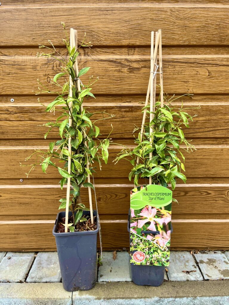 Jazmín konfederačný (Trachelospermum jasminoides ´Star of Milano´) veľkosť 35cm+
